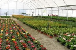 Impulsa UdeG agrofloricultura en Jalisco