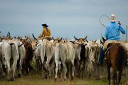 El frío y las heladas impactarán a ganaderos