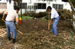 UJAT transforma pinos navideños en composta