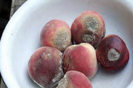 Hongos que dañan frutos pueden ser perjudiciales para el ser humano