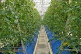 Cultivos integrales, opción para evitar daños a ecosistemas: UNAM