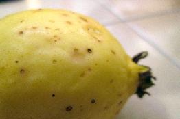 UAA, 30 años de investigar el cultivo del guayabo