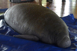 Libera UJAT al manatí “Nikté”