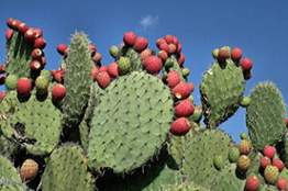 Recomiendan el cultivo del nopal para mejorar ecosistemas
