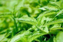 Resalta aportación nutricional libro de la UNICACH