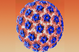 Desarrollan técnica económica para diagnosticar virus de papiloma humano