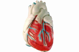 Desarrollan en la UNAM nuevos compuestos con actividad cardiovascular 