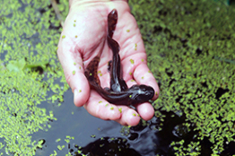 CIBAC de la UAM, único centro en México y el extranjero que realiza el cultivo de ajolote endémico de Xochimilco
