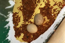 Por primera vez, se reproducen guacamayas rojas liberadas en palenque, chiapas