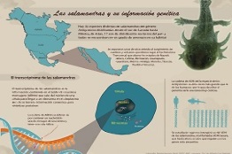 Analizan información genética de salamandras de México