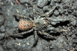 Descubren universitarios nueva especie de araña que se camufla con partículas del suelo