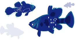 Peces endémicos de Michoacán en peligro crítico: investigadora