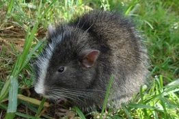 Redescubren científicos de la UNAM y peruanos a la “extinta” rata inca, en Machu Picchu, Perú