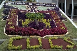 En México, accidentes de tránsito ocupan primer lugar en muertes de niños de 1 a 14 años