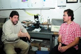 Hallan la música escondida en las neuronas de un caracol de jardín