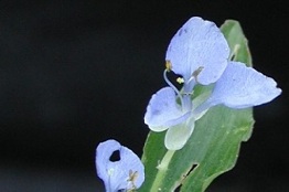 Compuestos alelopáticos, grandes mediadores de las relaciones entre los seres vivos