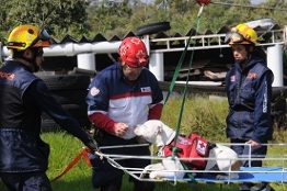 Prepara UNAM perros de búsqueda y rescate para colaborar en contingencias por sismos
