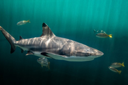El tiburón tigre en las costas de Baja California Sur