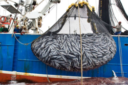 Combatir la pesca irregular en México requiere consumidores más informados 