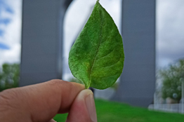 UAA obtiene certificación internacional de su Sistema de Gestión Integral 