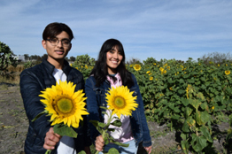 Incursiona DICIVA en la producción de girasoles variedad Russian giant   