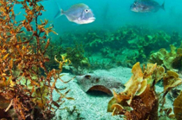 Proyectarán “Bajo el Bermejo”, documental sobre investigadora del CIAD