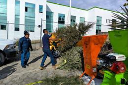 Inicia en la UAEM campaña de acopio de árboles de navidad 2024