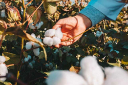Residuos transformados en defensores naturales