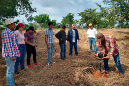 FISPA instaló módulo de cítricos “Limón persa”