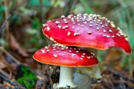 Los hongos micorrízicos y el “internet de las plantas”