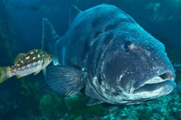 Revelando la edad de peces gigantes por medio de otolitos