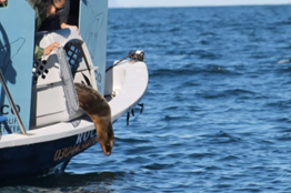 Exitosa rehabilitación de lobo marino en el Centro de Rescate de la Unidad Pichilingue UABCS