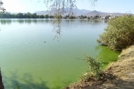 Investigadores de la UAM llevan seis años en el rescate de la Laguna La Piedad