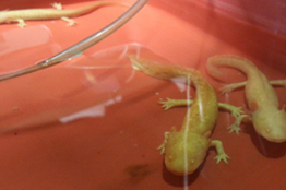 Investigadores del CUCosta trabajan en la reproducción del ajolote