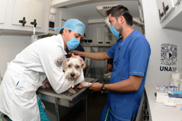 Médicos veterinarios, clave para promover la salud pública  