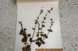 Herbario Fanerogámico de la UABCS se integra a la Red de Herbarios del Noroeste de México