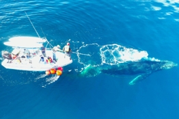 Académicos de la UABCS participan en desenmalle de una ballena