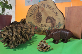 Ingeniería Forestal: Gestionando recursos renovables y sustentables