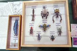 Insectos de una realidad biopunk invaden el Panteón de Belén