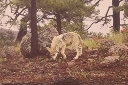 La belleza del lobo mexicano, captada en imágenes