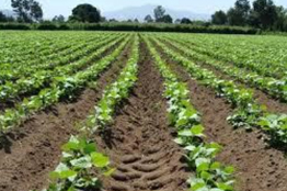 Lamentable el aumento de los aranceles en los fertilizantes y más aún la justicia selectiva contra los agricultores, detalla especialista  