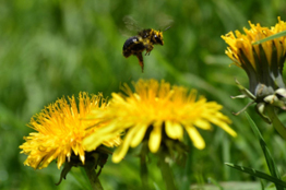 Protejamos a las abejas, polinizadores esenciales para la biodiversidad y la alimentación 