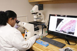 Identifican en el CICESE hongos que afectan a árboles de cítricos