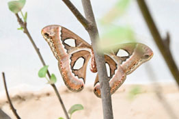 Da inicio el ciclo reproductivo de la Mariposa Cuatro Espejos ante las precipitaciones y el ambiente de humedad que se ha generado en Sinaloa