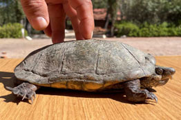 Especies comunes que pertenecen a la selva baja son halladas ahora en la sierra de Sinaloa, alejándose de las altas temperaturas para desarrollarse