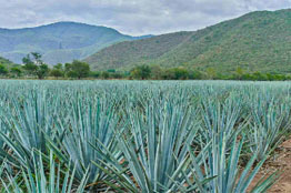 UAG impulsa la profesionalización del sector agavero