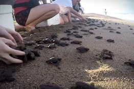 Campamento tortuguero La Gloria vuelve a operar tras su destrucción por el huracán “Lidia”