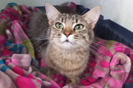 Egresada Garza comparte las claves para cuidar gatos