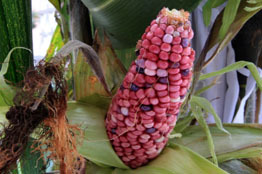 En riesgo 64 razas de maíz nativo, por industria transgénica