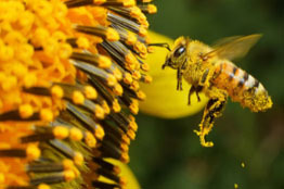 Pese a sus beneficios, al año cada mexicano consume solo 200 gramos de miel  